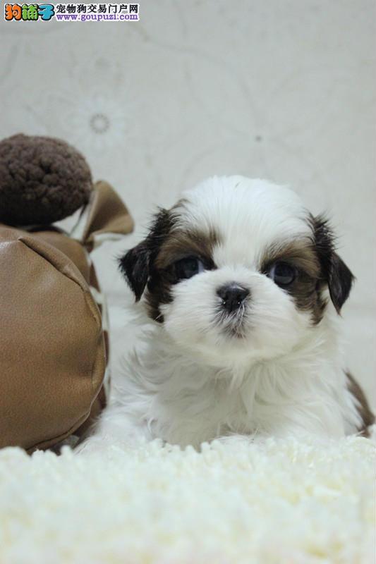 狗狗亲嘴照片背后：宠物护理人员的温馨揭秘